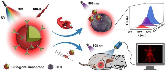 中科院福建物構(gòu)所陳學(xué)元團(tuán)隊新型近紅外二區(qū)發(fā)光量子點生物標(biāo)記獲新進(jìn)展