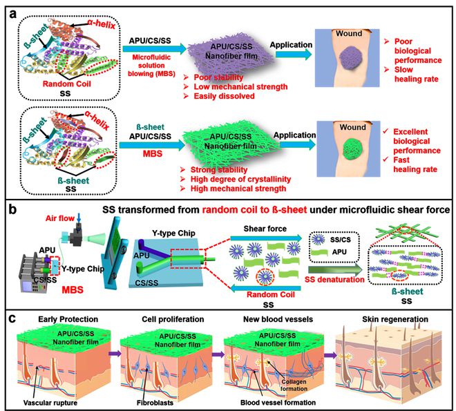 福建農(nóng)林龐杰團(tuán)隊(duì)《Adv. Fiber Mater.》:基于微流控氣噴紡絲技術(shù)構(gòu)筑低成本的絲膠蛋白基人造皮膚