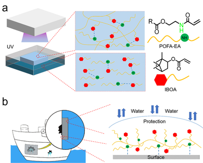 我校邱仁輝教授、劉文地教授團隊在生物基水下膠黏劑研發取得進展